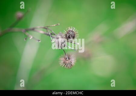 Burdock on a green background in the autumn park Stock Photo