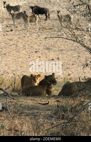 Lions (Panthera leo), Kruger National Park, South Africa Stock Photo