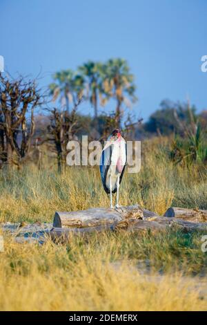 Marabou stork (Leptoptilos crumenifer) standing on a log, Nxabega Concession, Okavango Delta, northern Botswana, southern Africa Stock Photo