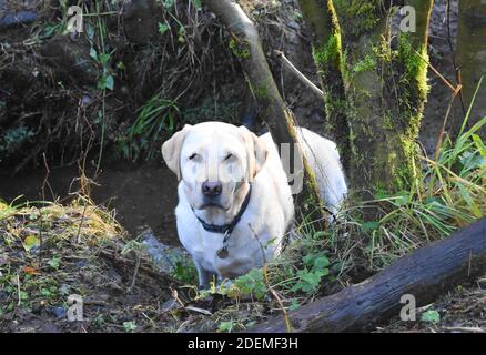 Beautiful yellow labrador retriever standing in a stream whilst looking at the camera. Stock Photo