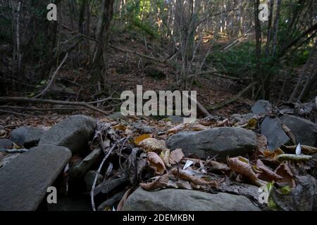 panoramic view of the forest undergrowth in Tuscany with rocks and dry fallen leaves on the foreground Stock Photo