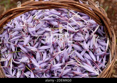 Wicker basket of Italian saffron called Zafferano di Navelli in the province of L'Aquila in the Abruzzo region of central Italy Stock Photo