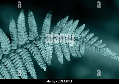 Closeup shot of fern leaf. Fern leaves with water drops close up. Tidewater green color Stock Photo