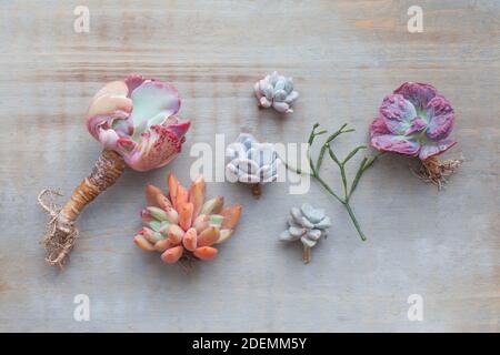 Set of different colorful succulent flowers on vintage wooden background Stock Photo