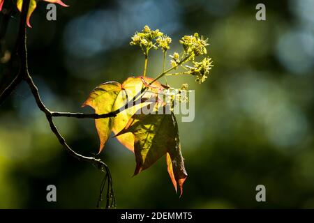 Acer cappadocicum 'Rubrum' Stock Photo