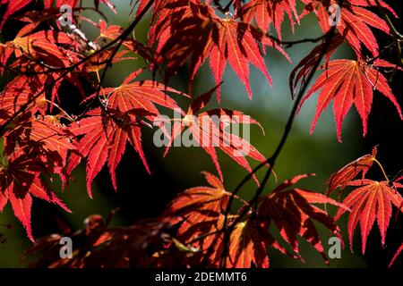 Red leaves of Acer palmatum 'Hessei' Stock Photo