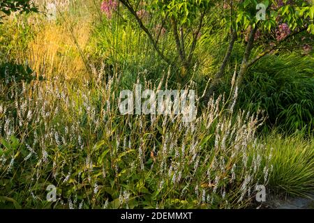 Persicaria amplexicaulis 'Alba' Stock Photo