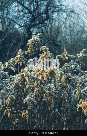 Frosted goldenrod plants in dense abandoned garden Stock Photo