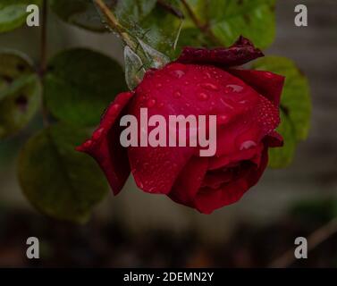 red garden rose with rain drops Stock Photo