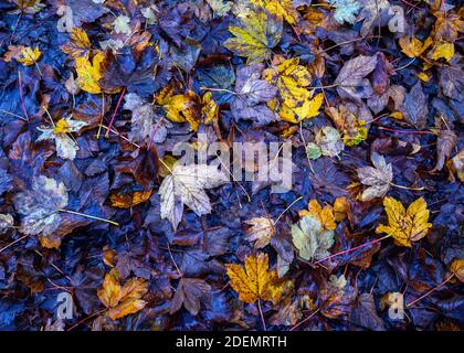 Golden, purple and brown leaves in Harvington Park, Beckenham, Kent, UK. The leaves have fallen on the ground in woodland in autumn (fall). Stock Photo