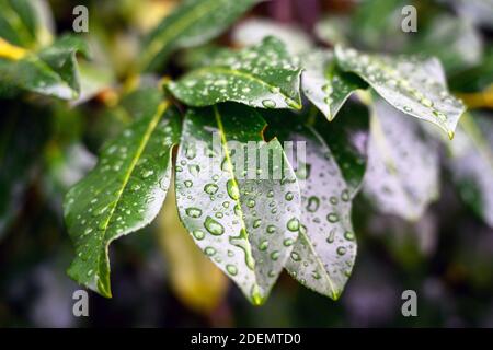 Green leaves with water drops in Kelsey Park, Beckenham, Kent, UK. Focus on the center of the near leaf and drops with soft focus to the edges. Stock Photo