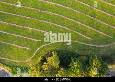 Side of a mowed meadow with stripes of dry hay with trees growing around Stock Photo