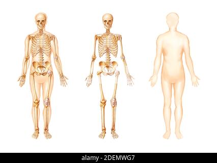 bone anatomical illustration of the human body Stock Photo