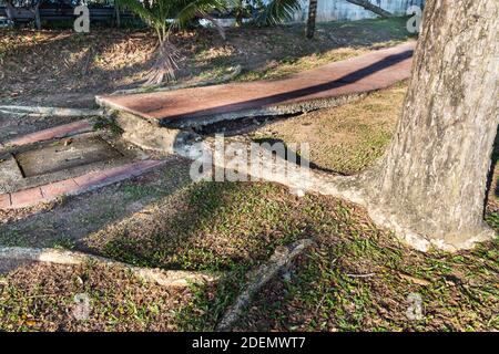 Big overgrown root from tree destroy pavement sidewalk Stock Photo