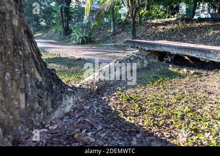 Big overgrown root from tree destroy pavement sidewalk Stock Photo