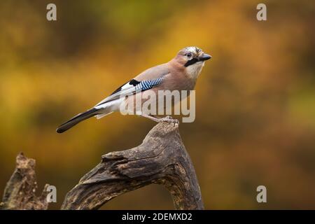 Beautiful eurasian jay with colorful plumage perched in autumn scenery Stock Photo