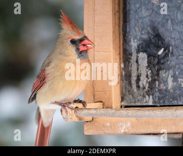 Portrait of female Northern Cardinal, Cardinalis cardinalis, sitting at a feeder foraging with a seed in her beak. Stock Photo
