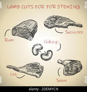 Vector hand drawn meat set for lamb cuts for stewing. Stock Vector