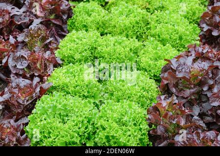 Loose-Leaf, green lettuce 'mazur' growing with red-leaved cos lettuce, red lettuce 'amaze'. Lactuca sativa ' mazur'.  Lactuca sativa ' Amaze' Stock Photo