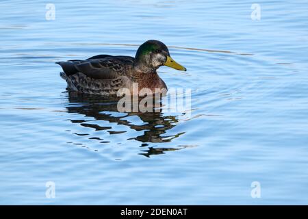 American Black Duck x Mallard hybrid featuring green head swimming on Ontario Lake Stock Photo
