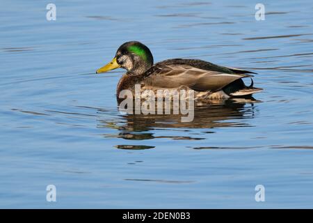 American Black Duck x Mallard hybrid featuring green head swimming on Ontario Lake Stock Photo