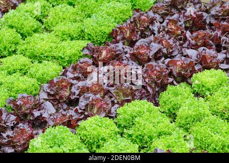 Loose-Leaf, green lettuce 'mazur' growing with red-leaved cos lettuce, red lettuce 'amaze'. Lactuca sativa ' mazur'.  Lactuca sativa ' Amaze' Stock Photo