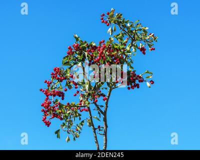 Looking up at red hawthorn berries, Crataegus, against a very clear blue sky Stock Photo