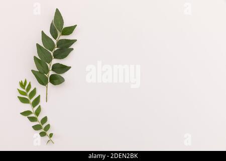 Multiple green leaves on twigs lying on white background Stock Photo