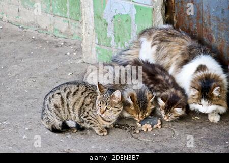 Street cats and kittens eat food brought by compassionate people. Taking care of homeless animals. Stock Photo