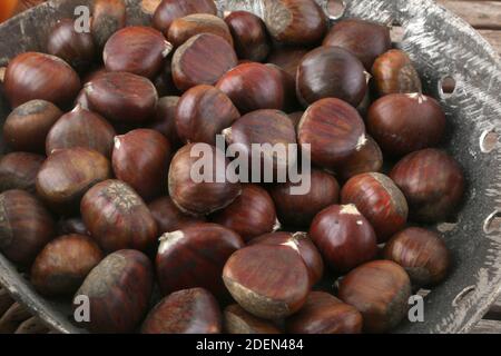 chestnut group as seasonal autumn fruit Stock Photo