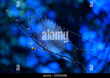 A spiderweb in the forest along the Siletz River in Oregon Stock Photo