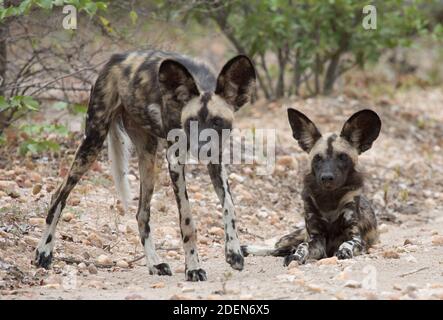 Two young African Wild Dog pups beside a dirt road in Mana Pools National Park, Zimbabwe. Also called Painted Wolves, they are an endangered species. Stock Photo