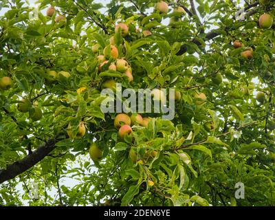 Developing apples and green leaves on the branches of an apple tree Stock Photo