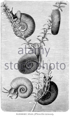 Ramshorn Snail, vintage illustration from 1896 Stock Photo