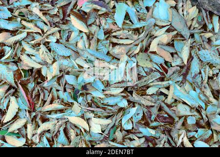 Blue leaves on ground Stock Photo