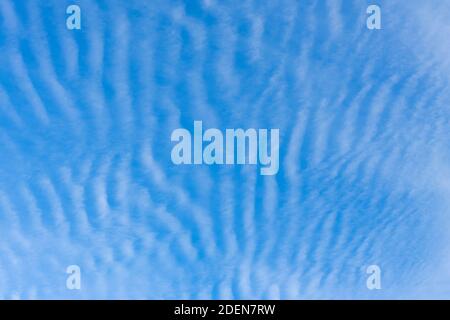 A blue mackerel sky with typical white, undulating, rippling pattern Cirrocumulus clouds, indicative of changeable weather, over Surrey, south-east En Stock Photo