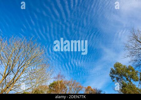 A blue mackerel sky with typical white, undulating, rippling pattern Cirrocumulus clouds, indicative of changeable weather, over Surrey, south-east En Stock Photo