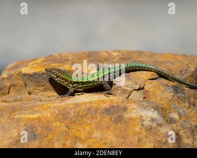 podarcis vaucheri, andalusian wall lizard in spain Stock Photo