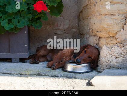 Hot summer day. The dachshund lay down in the shade and fell asleep on a bowl of water. Stock Photo
