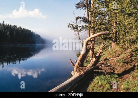 Early morning fog on the Yellowstone River near Fishing Bridge in Yellowstone National Park in Wyoming, USA. Stock Photo