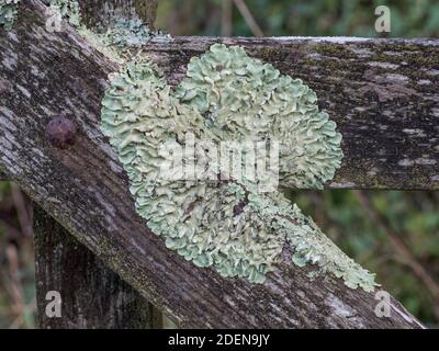 a close up closeup detail of grey light-green Greenshield lichen rosette growing splayed out on timber wooden gate with old rusty coach carriage bolt Stock Photo