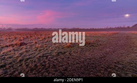 Grassy field in the early misty morning with the moon high in the blue, pink and purple sky. Grass forefront. Moon and sky in the background. landscap Stock Photo