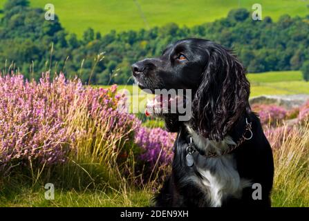 Working cocker spaniel dog with black hair and white chest in upland countryside with purple heather in the background. Stock Photo