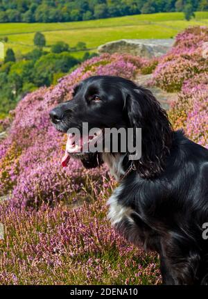Working cocker spaniel dog with black hair and white chest in upland countryside with purple heather in the background. Stock Photo