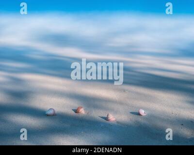 Series of shell in light and shadow on a white sand beach nature art design with long exposure Stock Photo