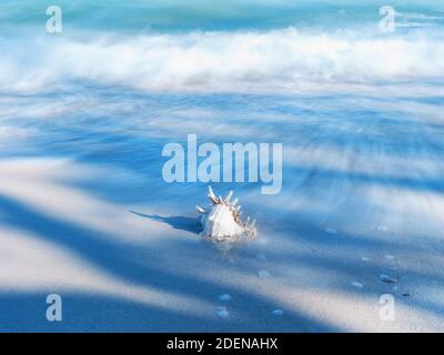 Series of shell in light and shadow on a white sand beach nature art design with long exposure Stock Photo