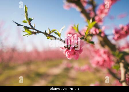 Agricultural field with a plantation full of pink peach blossoms in spring. Closeup of the delicate flower on the twig. Aitona, Lleida, Spain Stock Photo