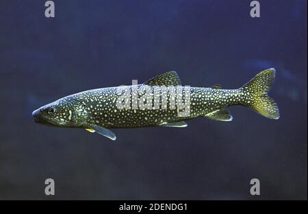 Lake Trout, salvelinus namaycush, Adult, Canada Stock Photo