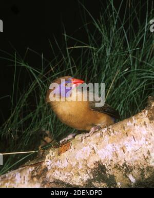 Violet Eared Waxbill, uraeginthus granatina, Adult standing on Branch Stock Photo