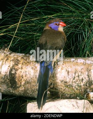 Violet Eared Waxbill, uraeginthus granatina, Adult standing on Branch Stock Photo